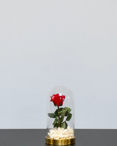 Glaskuppel mit Infinity-Rosen und Hortensie für dekoratives Styling im Innenbereich in Weiß