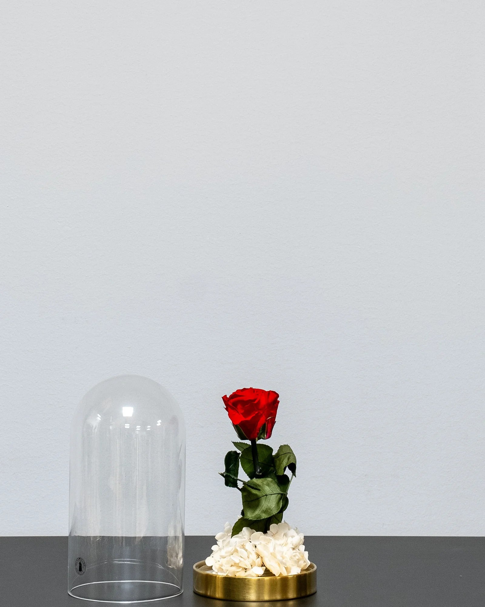 Glaskuppel mit Infinity-Rosen und Hortensie als konserviertes Geschenk mit Infinity-Rosen