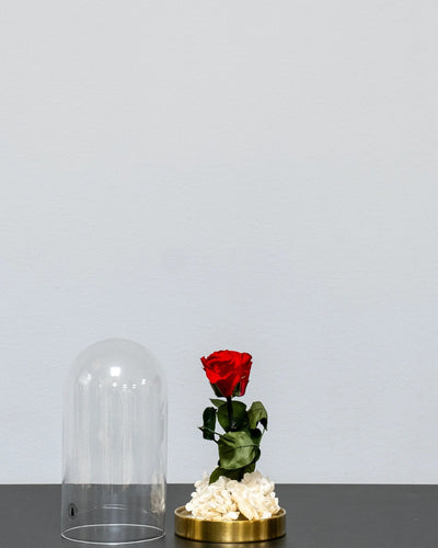 Glaskuppel mit Infinity-Rosen und Hortensie als konserviertes Geschenk mit Infinity-Rosen