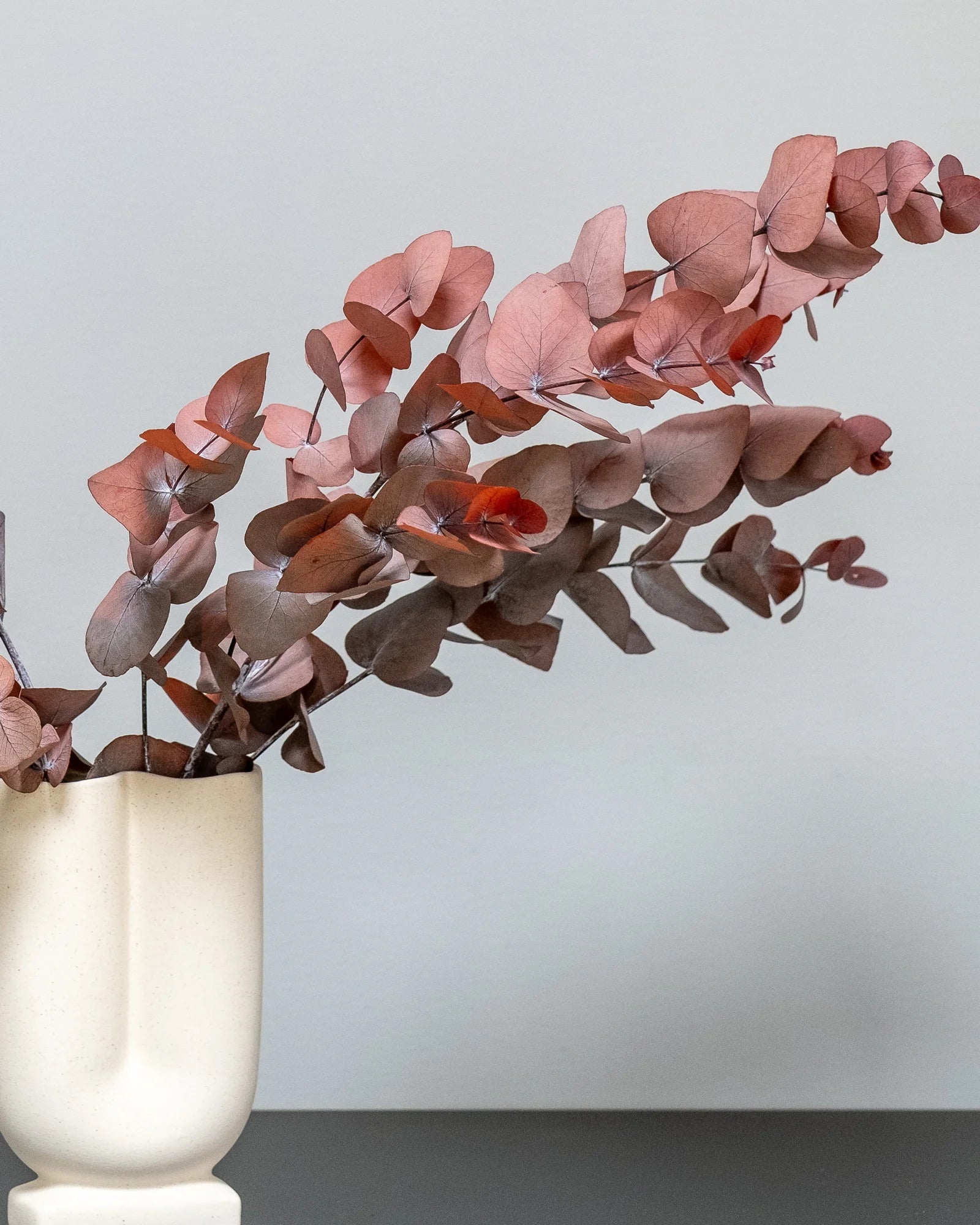 Eucalyptus Cinerea som grön dekoration för hem och inredning i röd