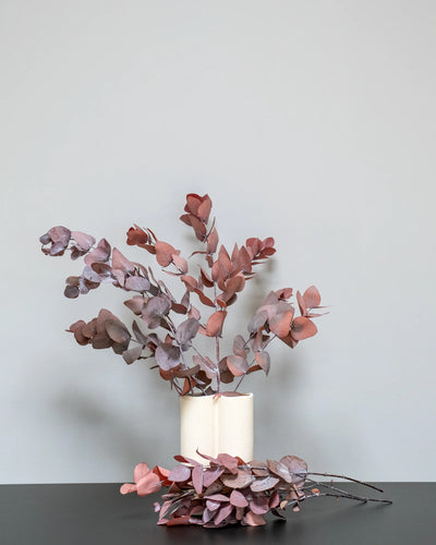 Eucalyptus Cinerea för dekorativ styling i inomhusmiljö