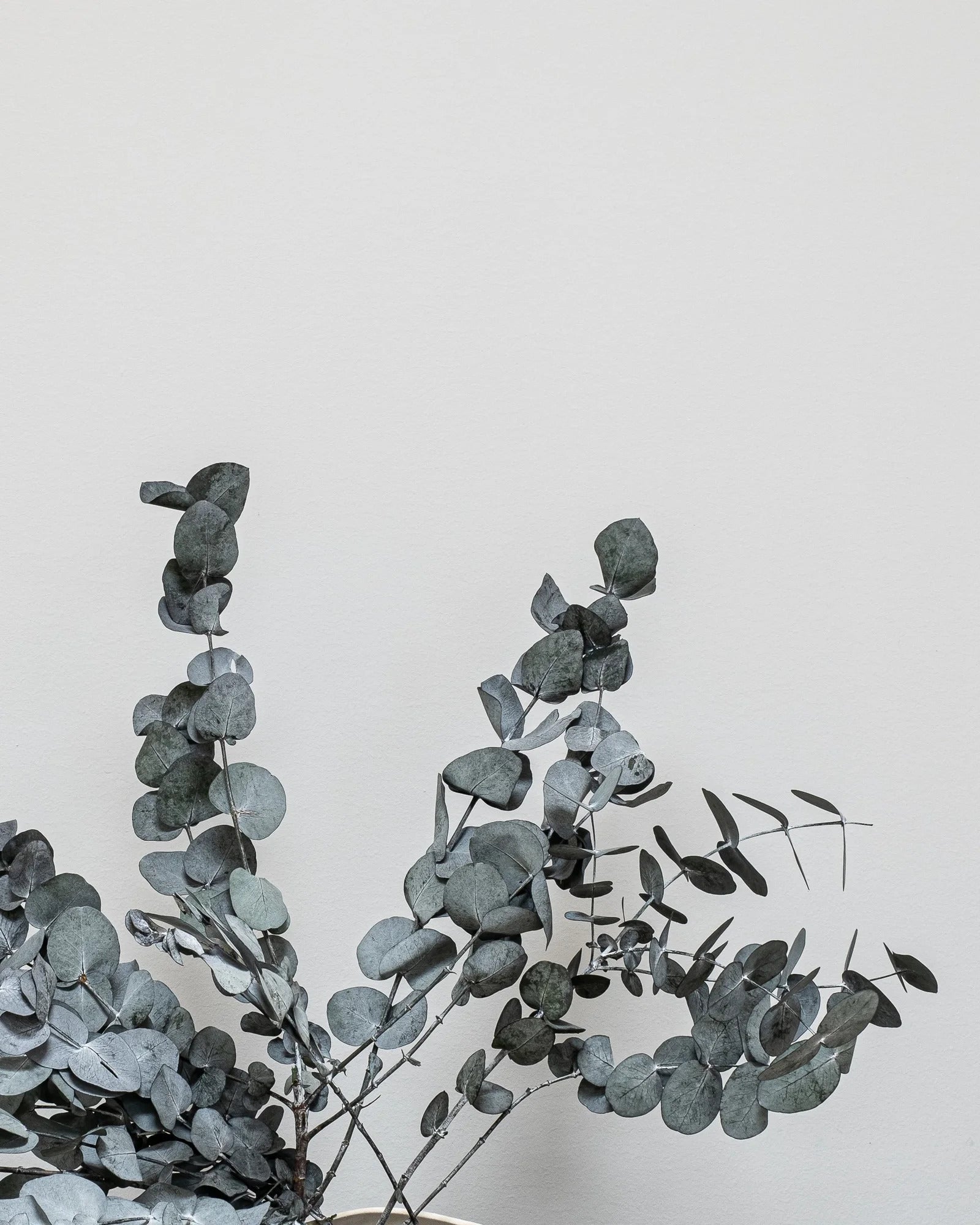 Konserverad växt med detaljer från Eucalyptus Cinerea