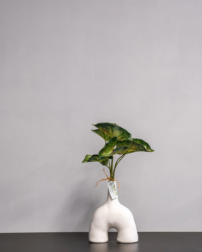 Konstgjord Caladium bladslinga – 30 cm – konstgjord växt från Forever Flora