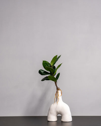 Konstgjord Ficus Obliqua bladdekoration – 35 × 23 cm – konstgjord växt från Forever Flora