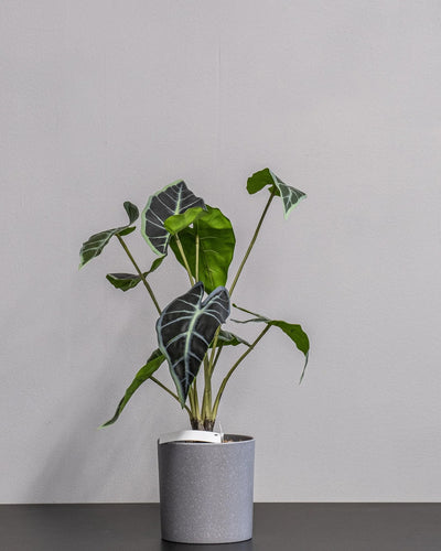 Närbild på detaljerna i Konstgjord Alocasia krukväxt – 45 cm