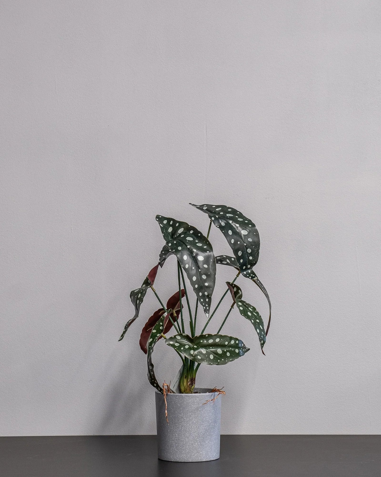 Konstgjord Begonia krukväxt – 45 cm – konstgjord blomma från Forever Flora