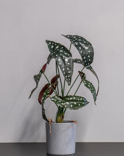 Konstgjord Begonia krukväxt – 45 cm som dekorativ produkt för hem och inredning