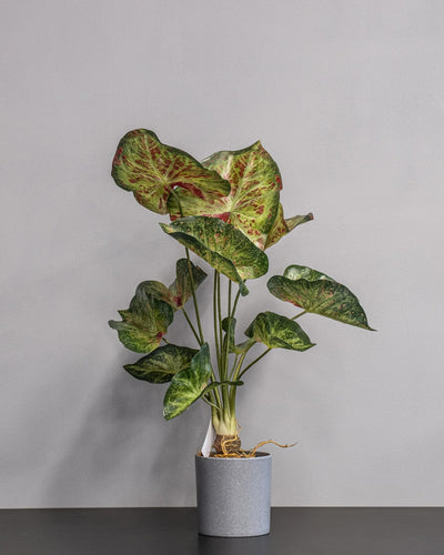 Konstgjord Caladium krukväxt – 60 cm som dekorativ produkt för hem och inredning