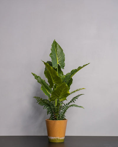 Närbild på detaljerna i Konstgjord Alocasia krukväxt – 75 cm