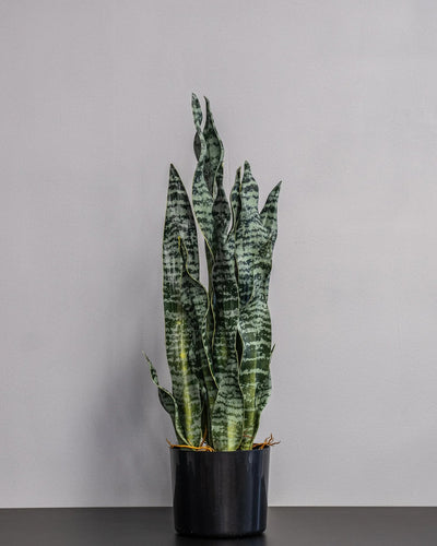 Konstgjord Sansevieria zeylanica i plastkruka – 60 cm som dekorativ produkt för hem och inredning