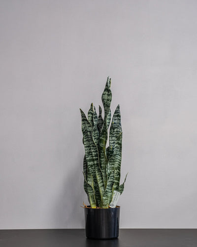 Närbild på detaljerna i Konstgjord Sansevieria zeylanica i plastkruka – 60 cm