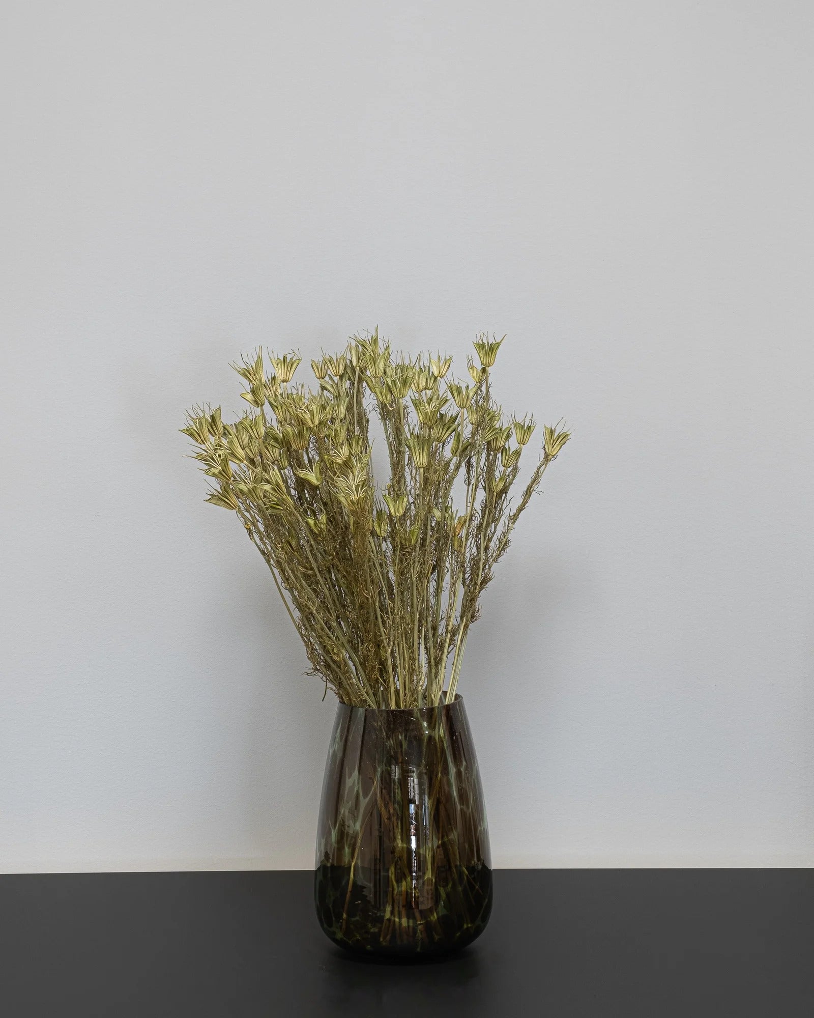 Torkad Nigella Orientalis