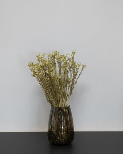 Torkad Nigella Orientalis