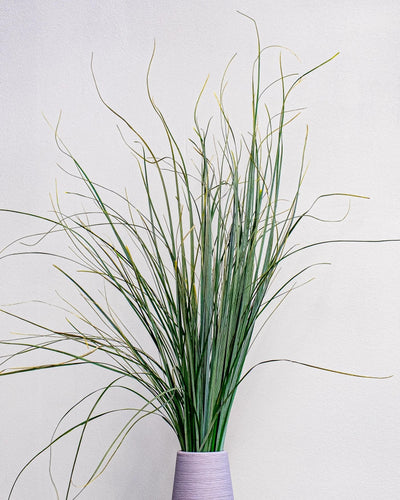 Björnlilja (Bear Grass) för dekorativ styling i inomhusmiljö