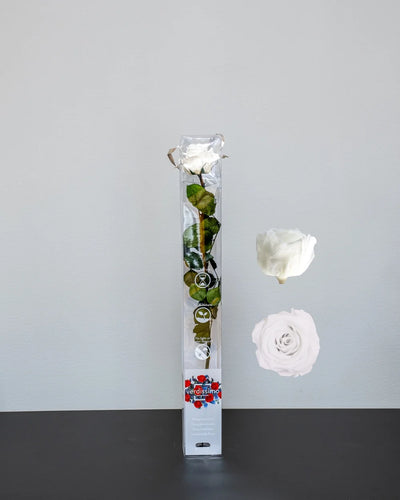 Singel Evighetsros 60 cm för present och blomsterstyling