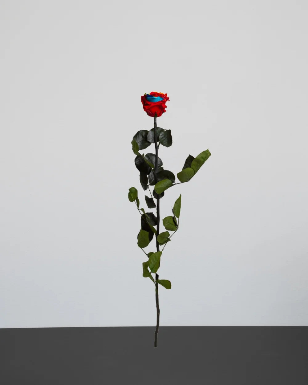 Singel Evighetsros 60 cm för romantisk gåva