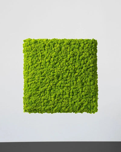 Quadratisches Islandmoos-Paneel von Forever Flora – Grün, 30 × 30 cm