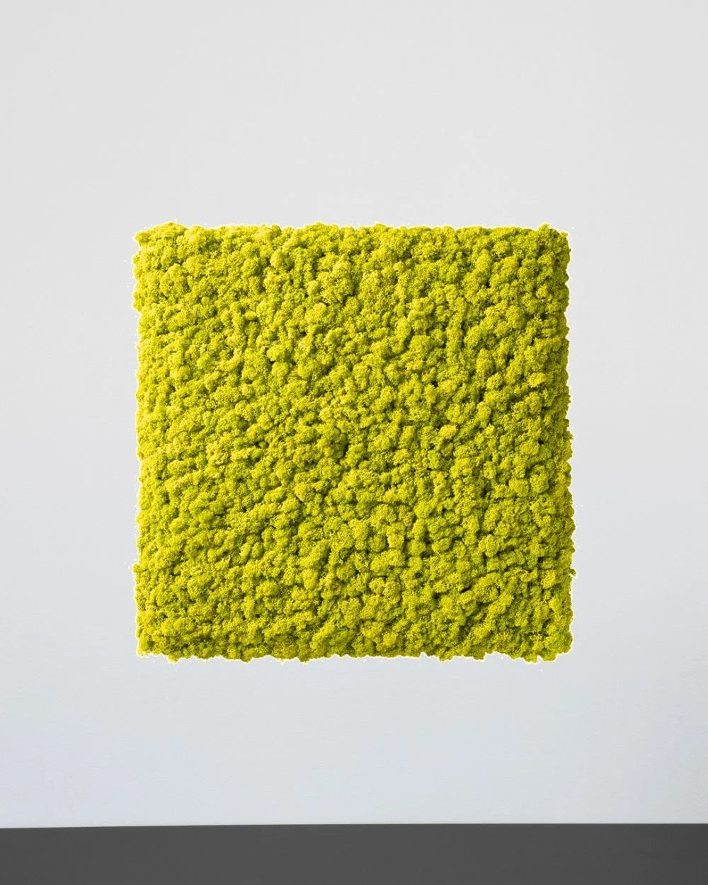 Quadratisches Moospaneel aus echtem Islandmoos für modulare Wanddekoration – Lila, 30 × 30 cm