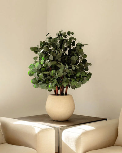 Konserverat Eucalyptus Populus buskträd i grön variant