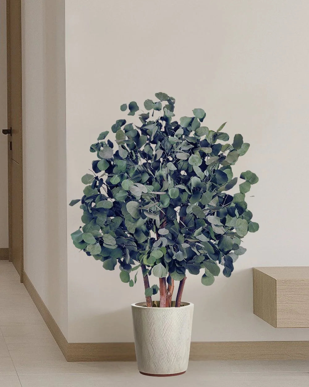 Eucalyptus Populus Buskträd konserverat träd 80 eller 110 cm