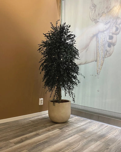 Preserved Tree with Eucalyptus Parvifolia
