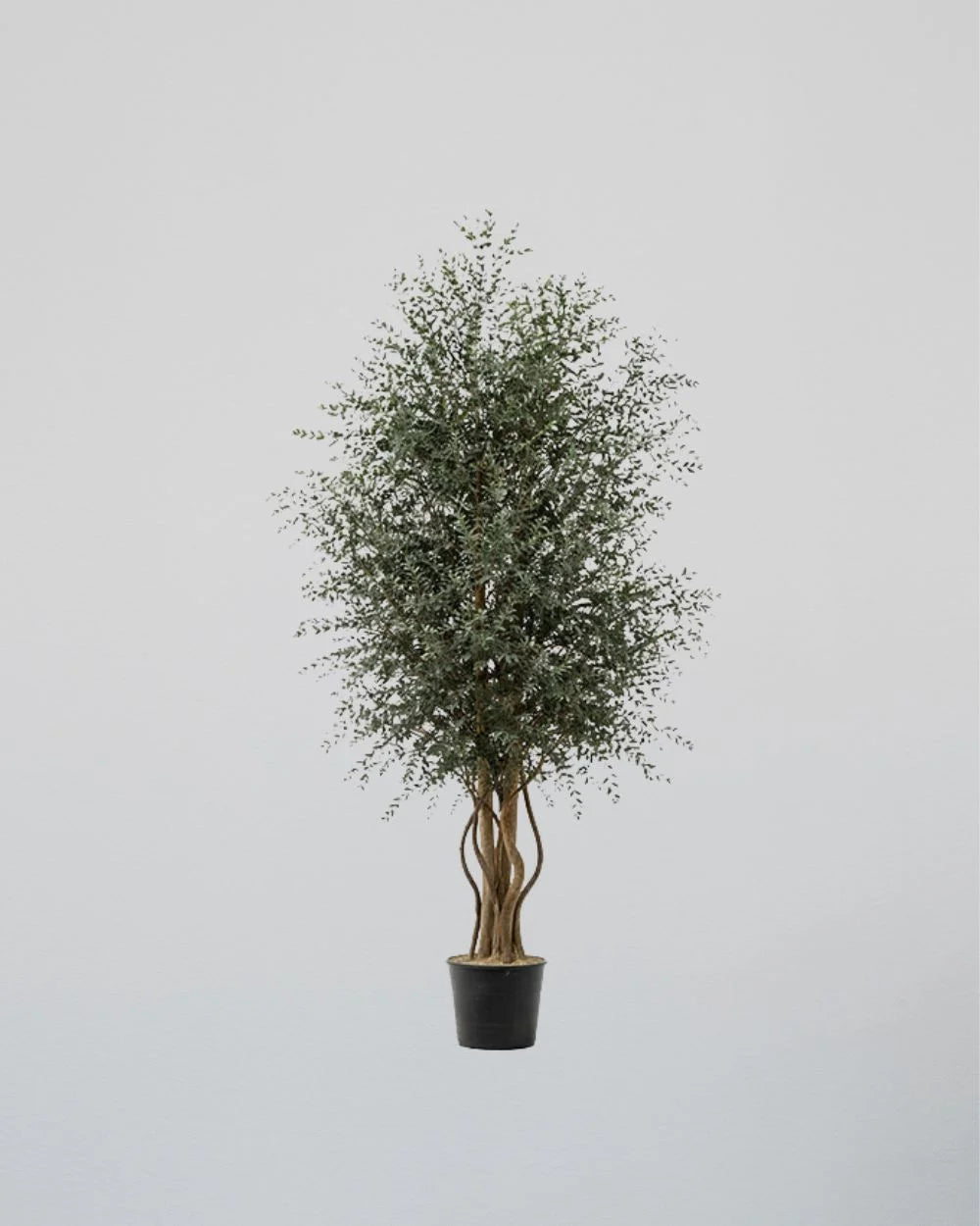Konserverat eukalyptusträd Parvifolia – Slim med storleksvarianter 130 cm, 180 cm och 240 cm