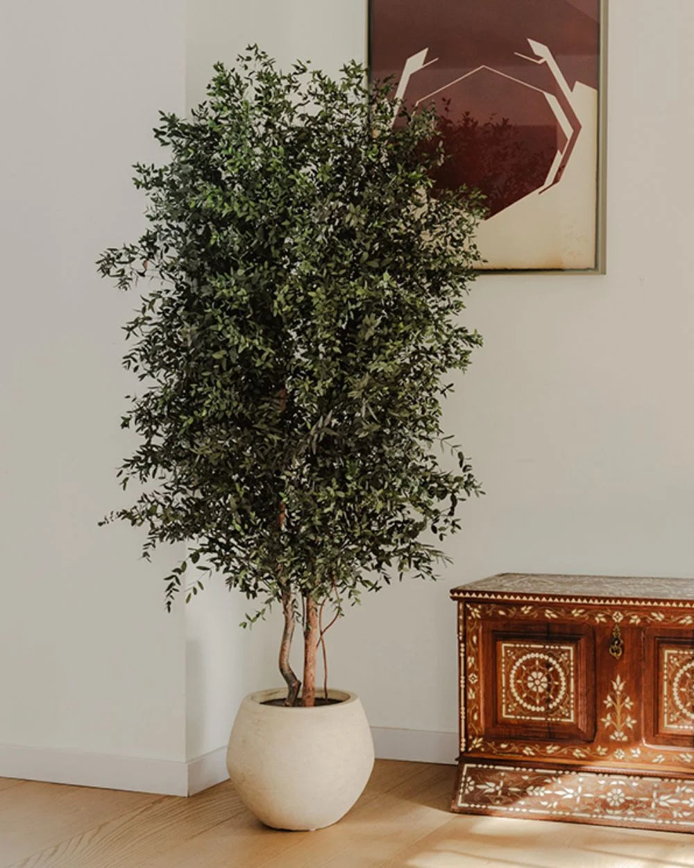 Eucalyptus Parvifolia i konserverat träd för inomhusbruk