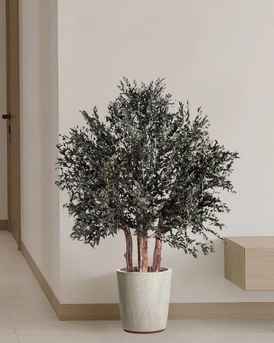 Konserverat Eucalyptus Parvifolia buskträd 80 eller 110 cm