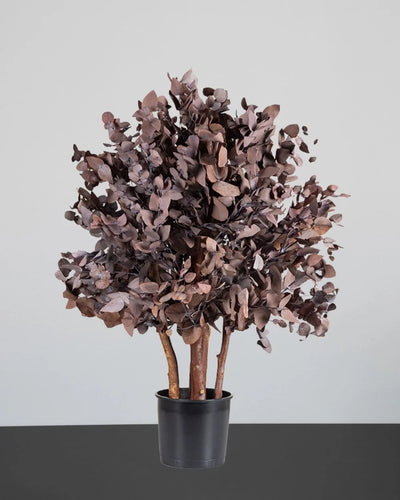 Preserved Eucalyptus Tree Cinerea – Bush Tree in Color Variant Green and Red