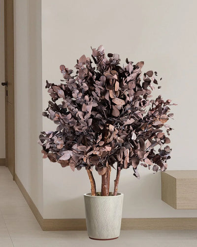 Details in Eucalyptus Cinerea as a Preserved Tree