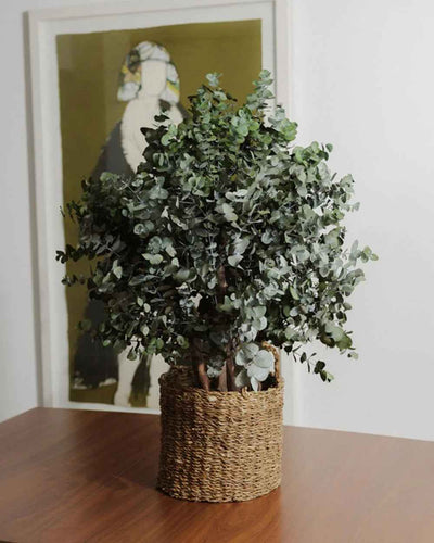 Preserved Eucalyptus Tree Cinerea – Bush Tree in a Product View for Home and Office