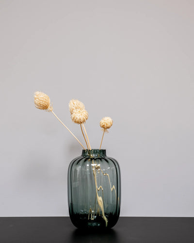 Ammi majus/Slöjsilja 5 st.