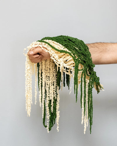Amaranthus – konserverad blomma från Forever Flora i grön