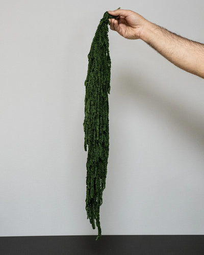 Amaranthus som vasdekoration för hem och inredning i vit