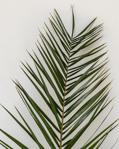 Phoenix Palm Grön som grön dekoration för hem och inredning
