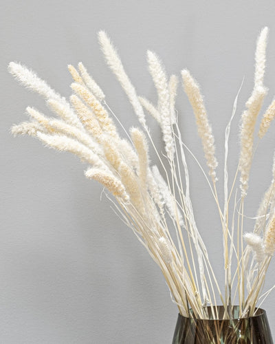 Setaria – torkade blommor 40–60 cm i Naturell