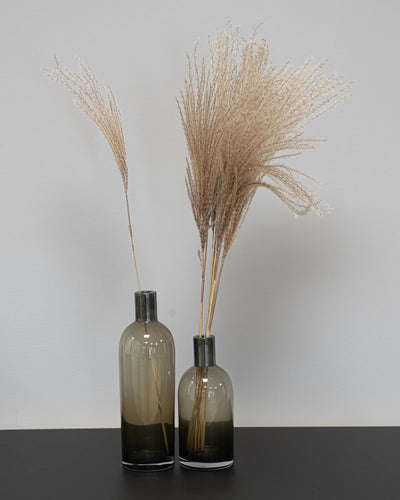 Miscanthus naturell 60–70 cm