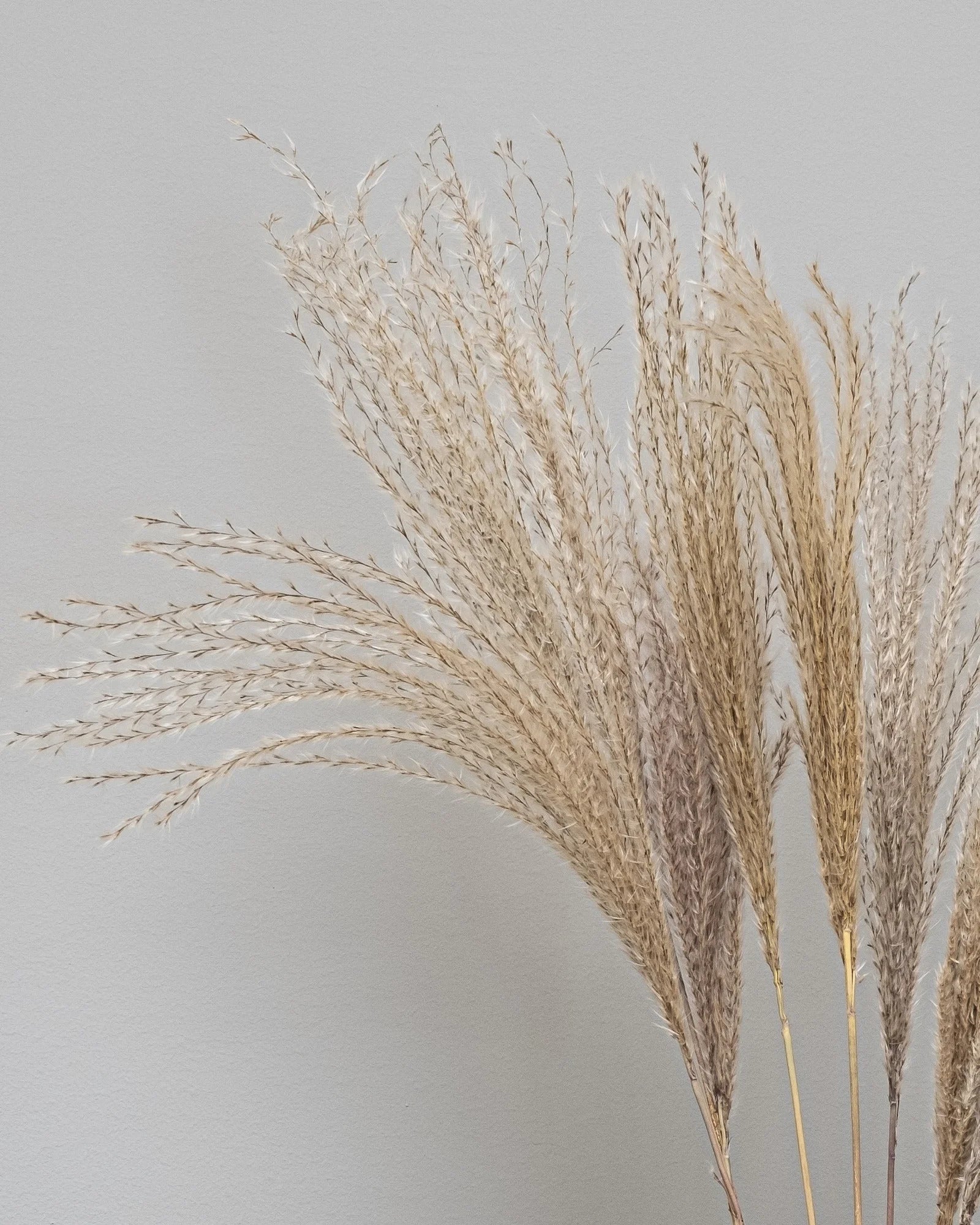 Miscanthus Naturell som vasdekoration för hem och inredning