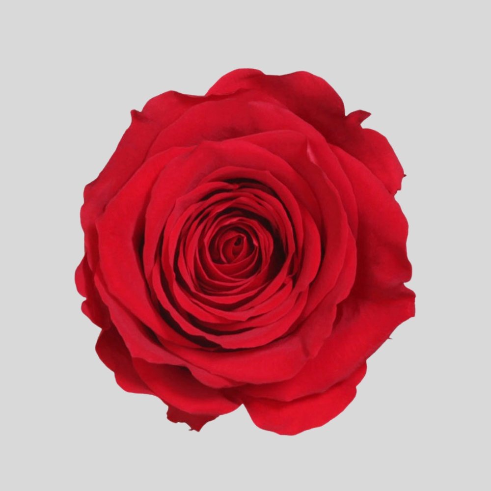 Detaljbild av Evighetsros Box Large - Rosbox i rosa
