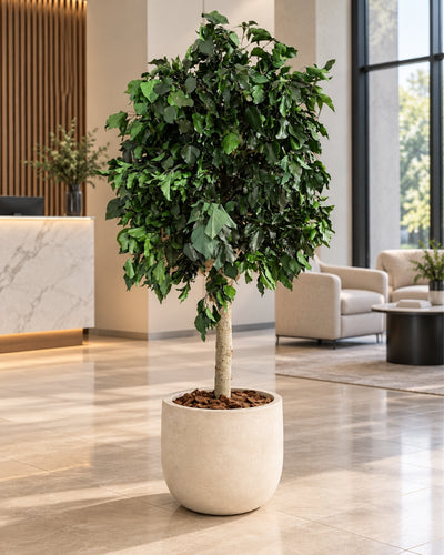 Preserved tree Ivy Green in a cream-colored pot in a bright reception area