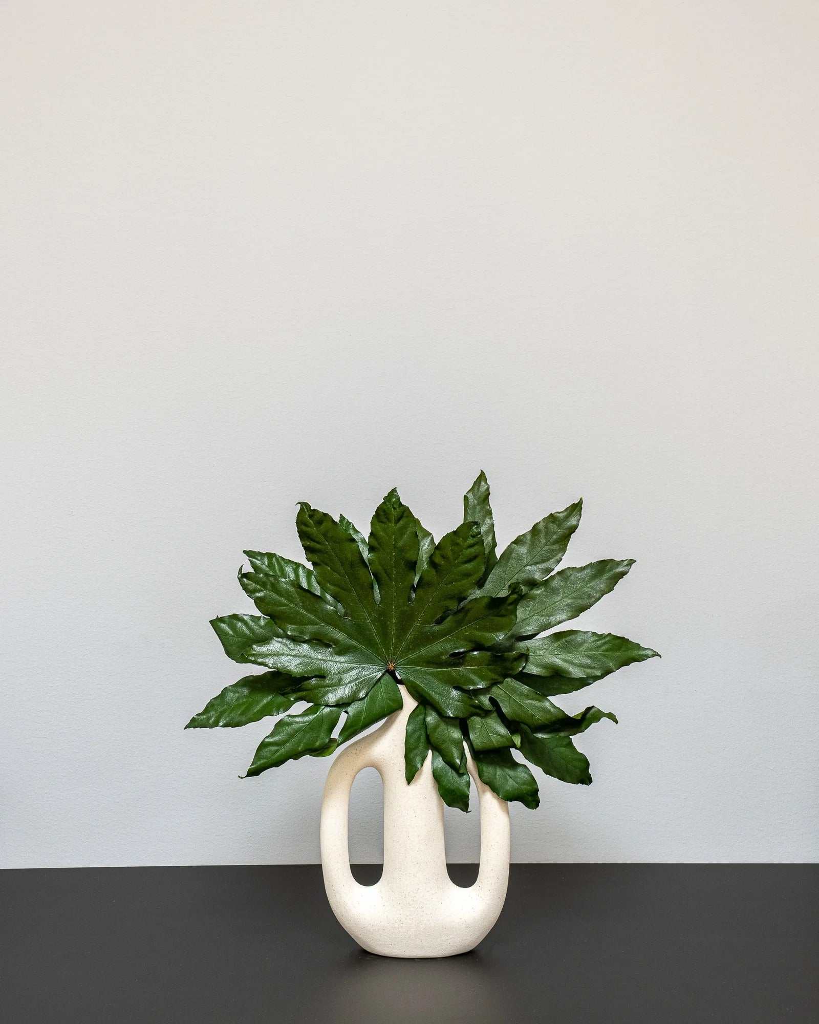 Närbild på detaljerna i Aralia