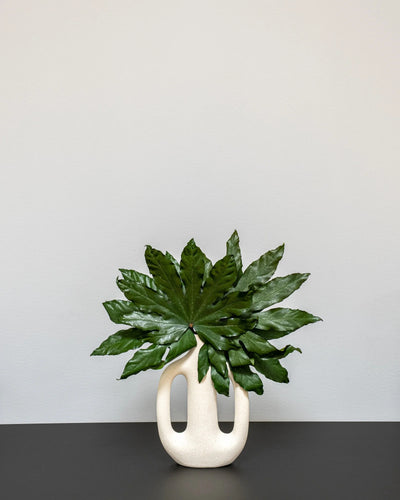 Aralia – konserverad växt från Forever Flora i grön