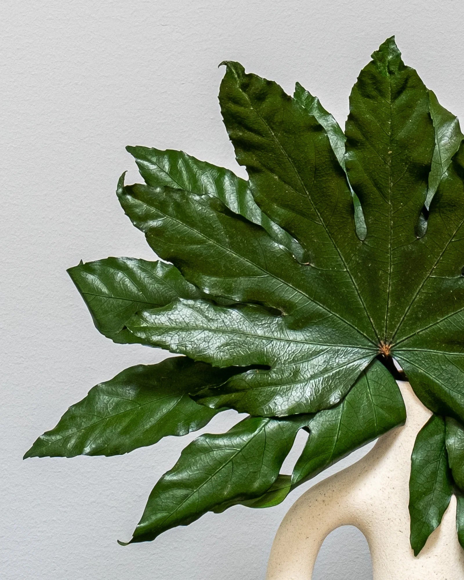 Aralia som grön dekoration för hem och inredning