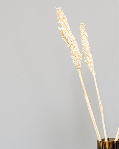 Indian Corn 5 st. – torkade blommor i Vit