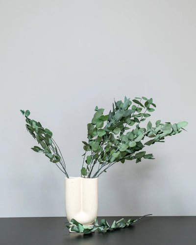 Konserverad växt med detaljer från Eucalyptus Stuartiana