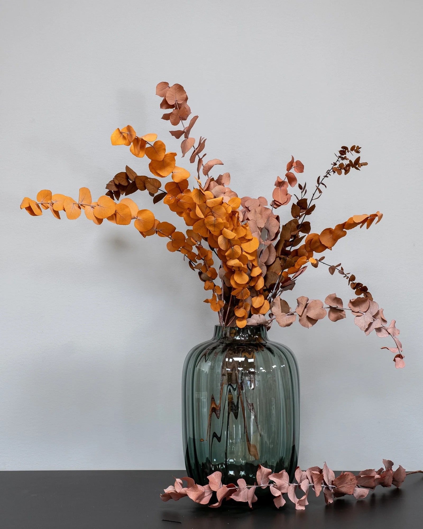 Eucalyptus Stuartiana för dekorativ styling i inomhusmiljö