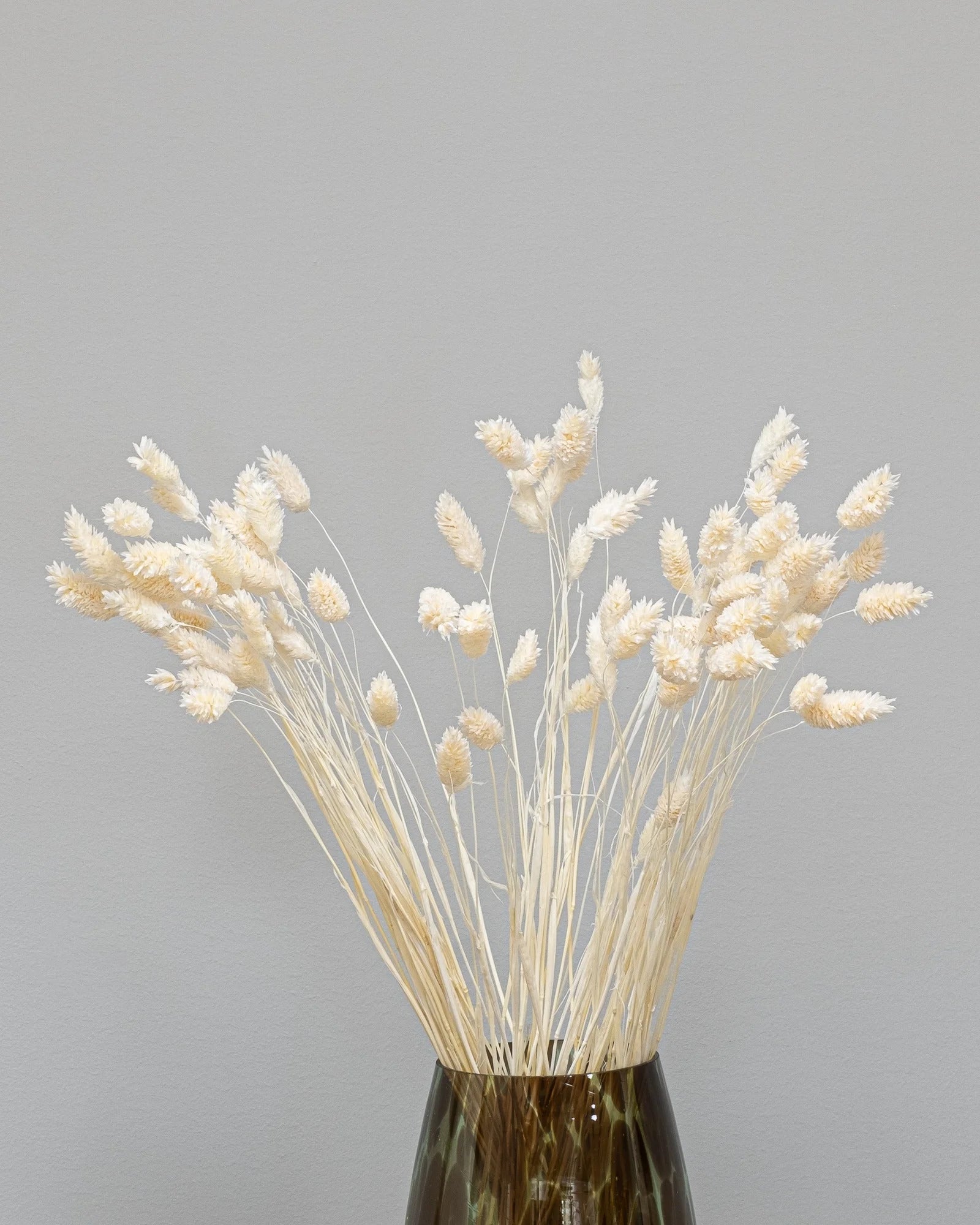 Detaljbild av Phalaris