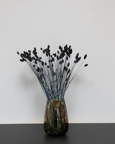 Phalaris för buketter och blomsterarrangemang
