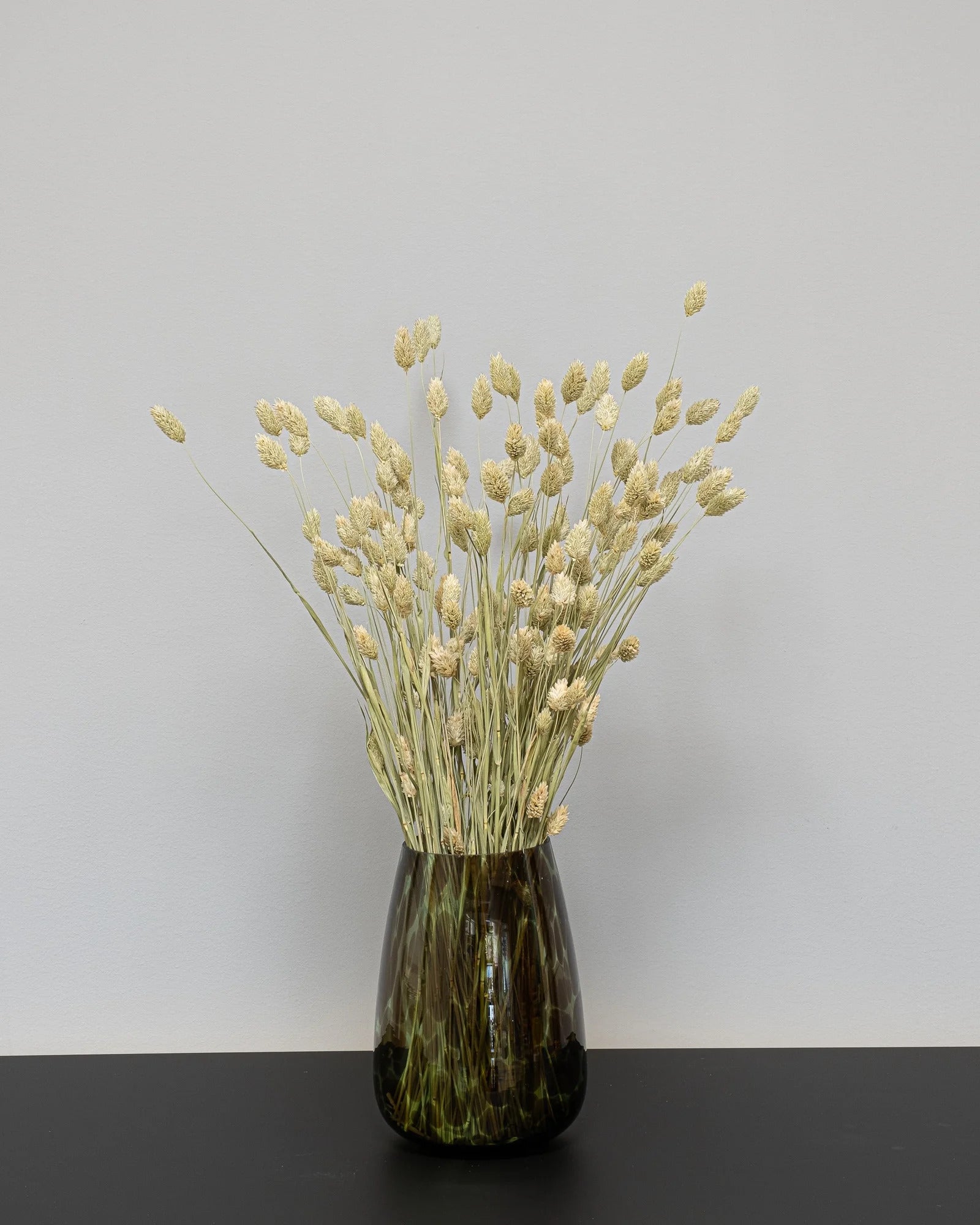 Phalaris – torkade blommor
