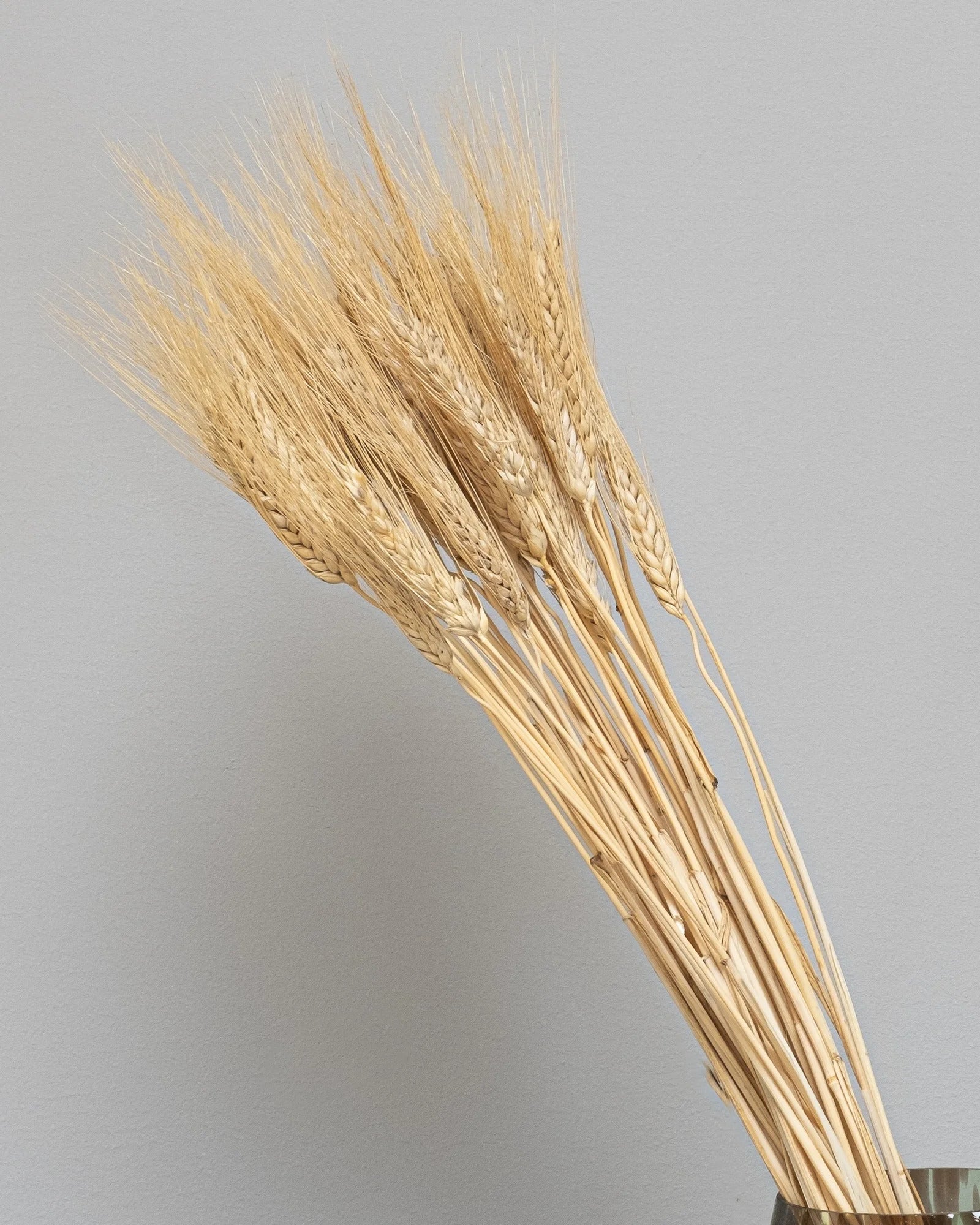 Triticum Vete som dekorativ produkt från Forever Flora – 8487 triticum 11